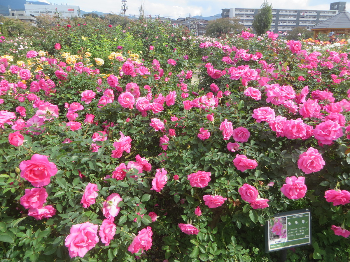 f:id:sasameyuki47:20201021103152j:plain f:id:sasameyuki47:20201021103152j:plain