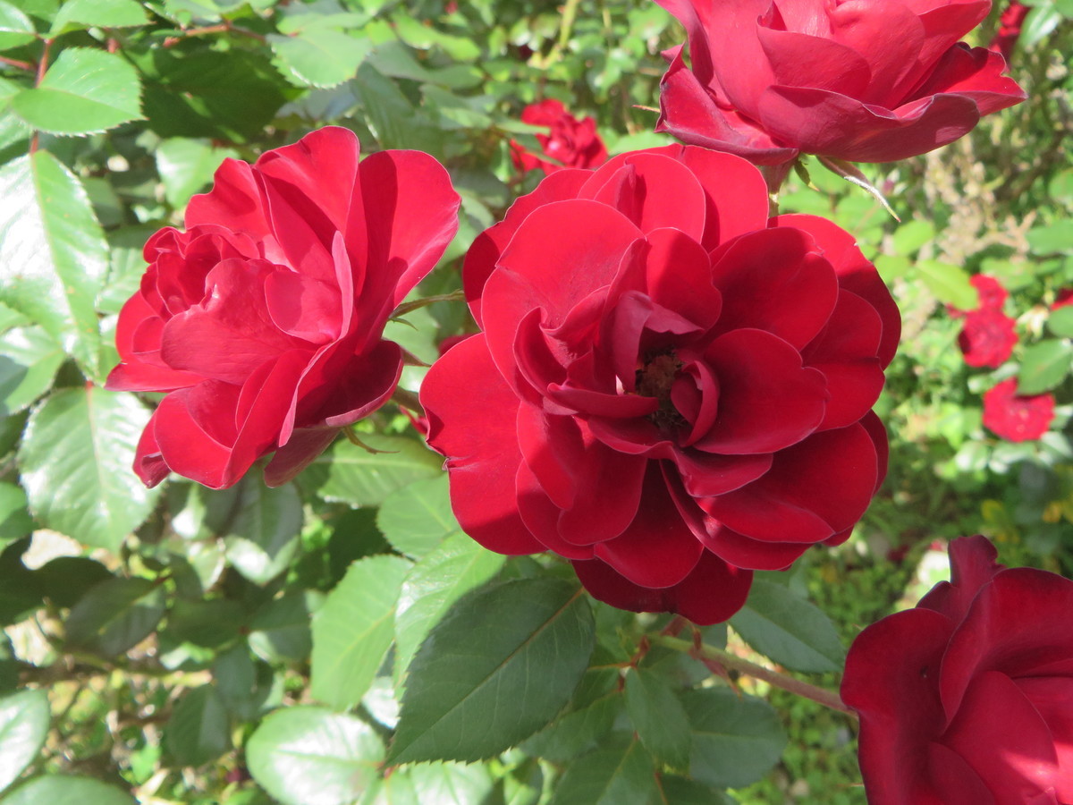 f:id:sasameyuki47:20201021103631j:plain f:id:sasameyuki47:20201021103631j:plain
