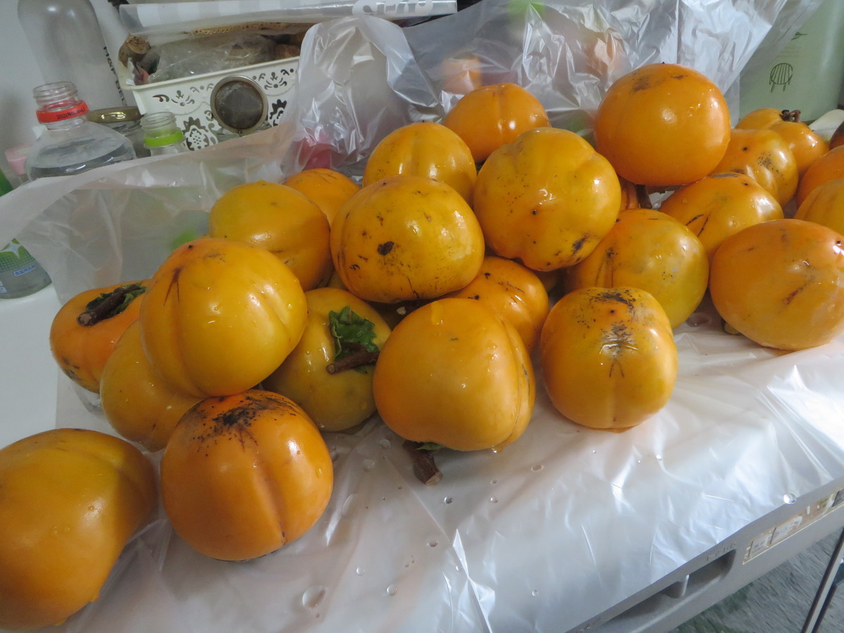 f:id:sasameyuki47:20201112132757j:plain f:id:sasameyuki47:20201112132757j:plain