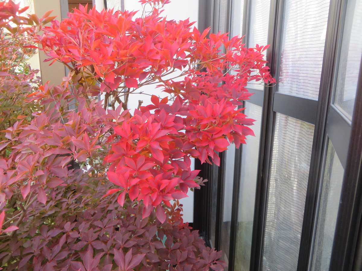 f:id:sasameyuki47:20201119090112j:plain