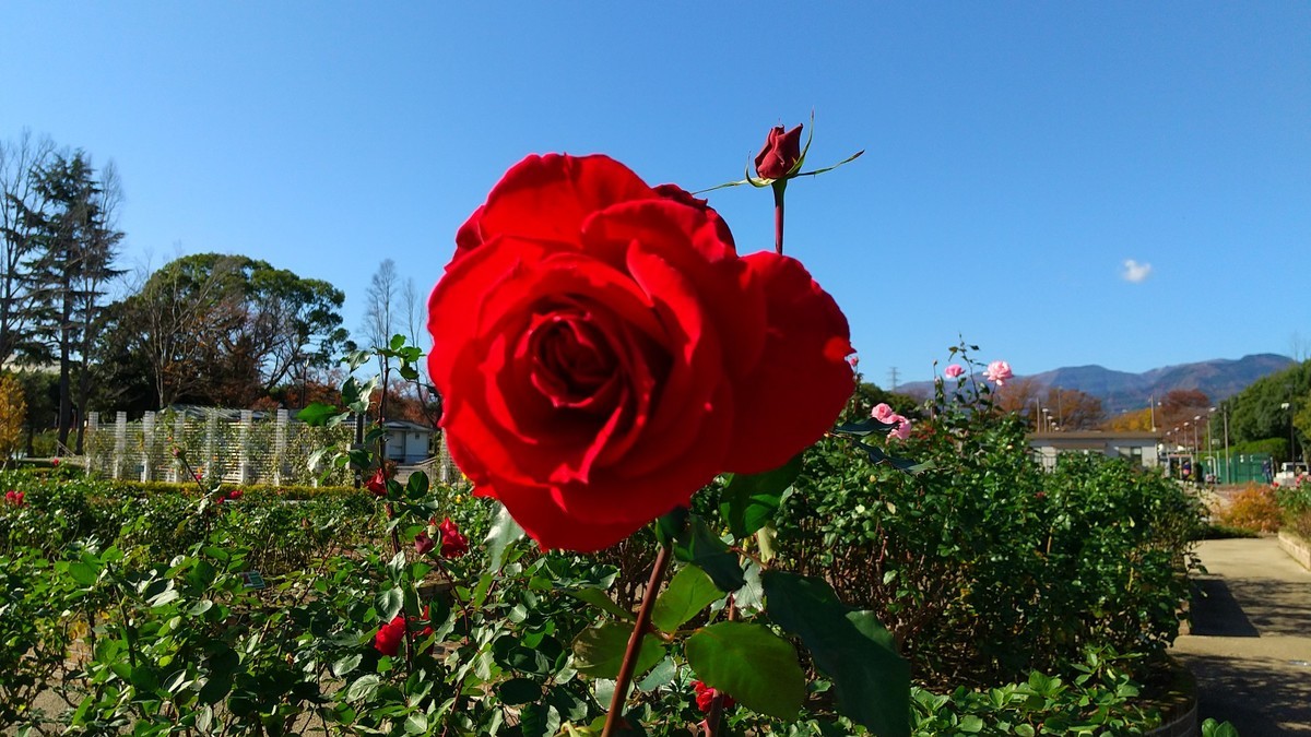 f:id:sasameyuki47:20201128125759j:plain