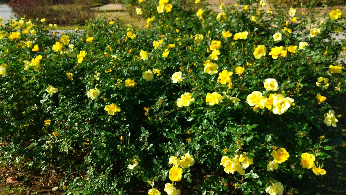 f:id:sasameyuki47:20201128130055j:plain