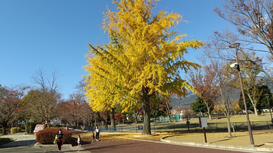 f:id:sasameyuki47:20201128130351j:plain