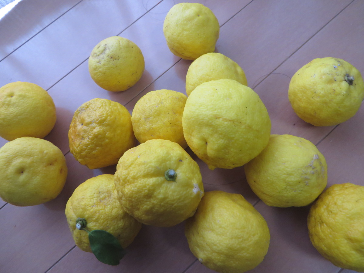 f:id:sasameyuki47:20201209082321j:plain