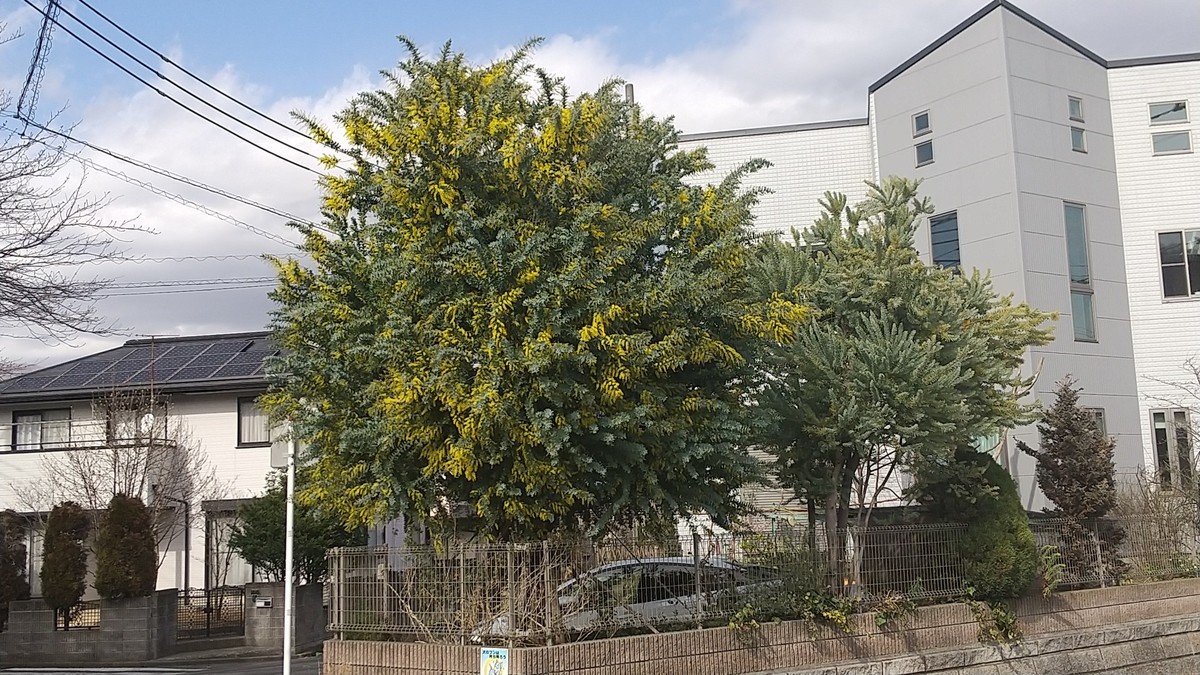 f:id:sasameyuki47:20210228104806j:plain