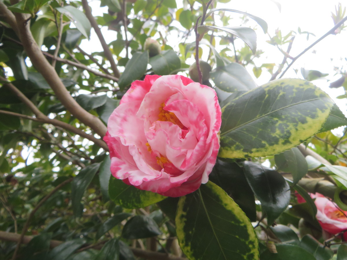 f:id:sasameyuki47:20210312112319j:plain