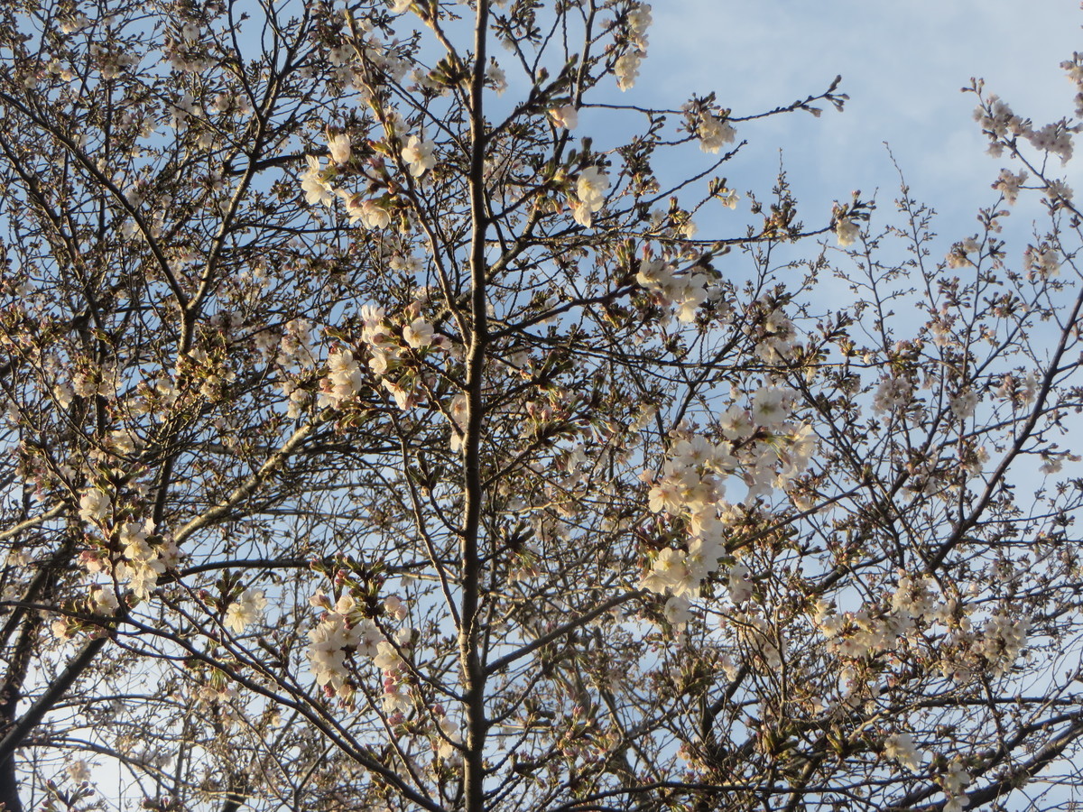 林奈緒美とは アイドルの人気 最新記事を集めました はてな