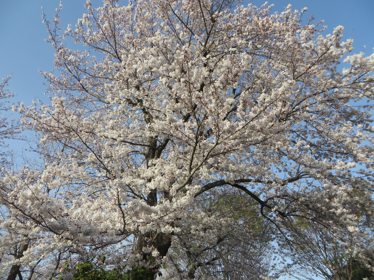 f:id:sasameyuki47:20210329162643j:plain