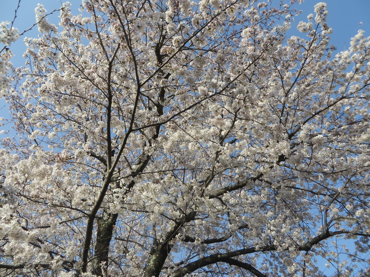f:id:sasameyuki47:20210329162704j:plain