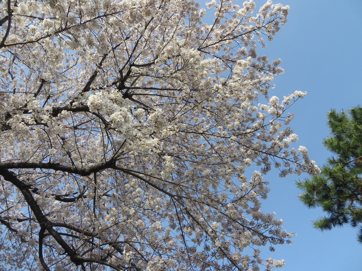 f:id:sasameyuki47:20210329162716j:plain