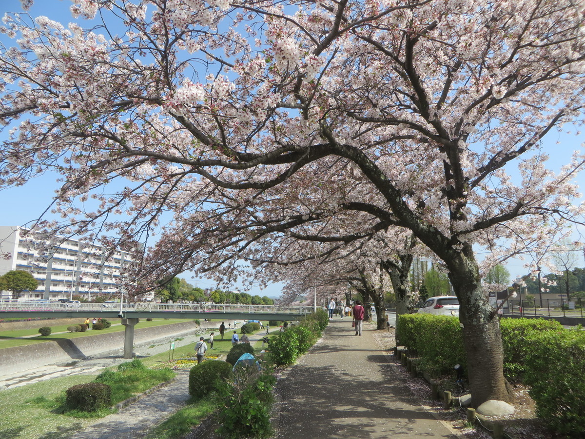 f:id:sasameyuki47:20210403134047j:plain