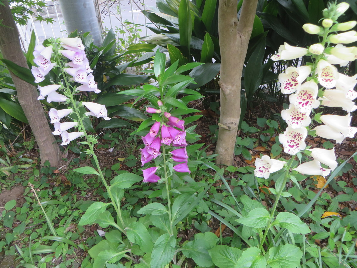 f:id:sasameyuki47:20210512063542j:plain