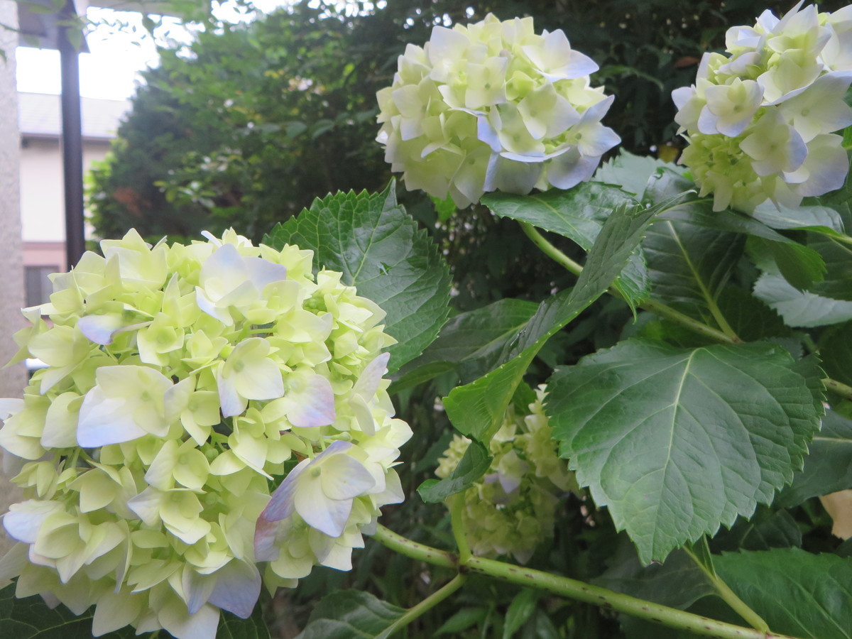 f:id:sasameyuki47:20210528135518j:plain