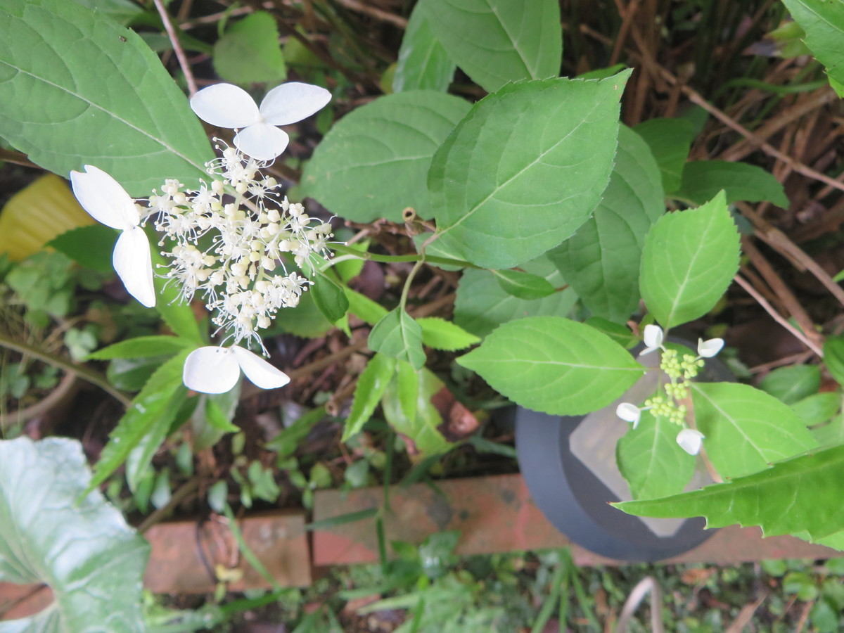 f:id:sasameyuki47:20210528135642j:plain