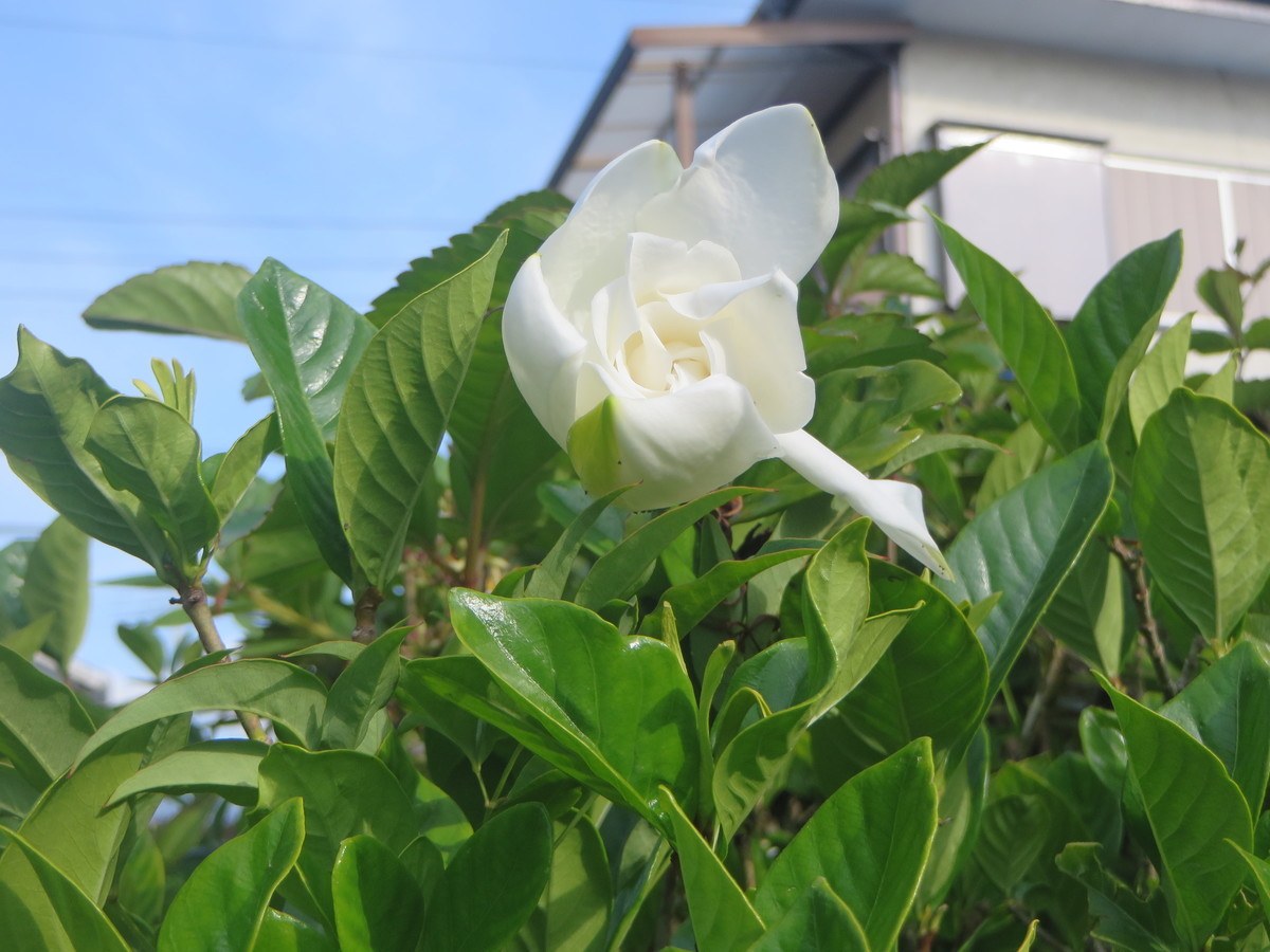 f:id:sasameyuki47:20210626070811j:plain