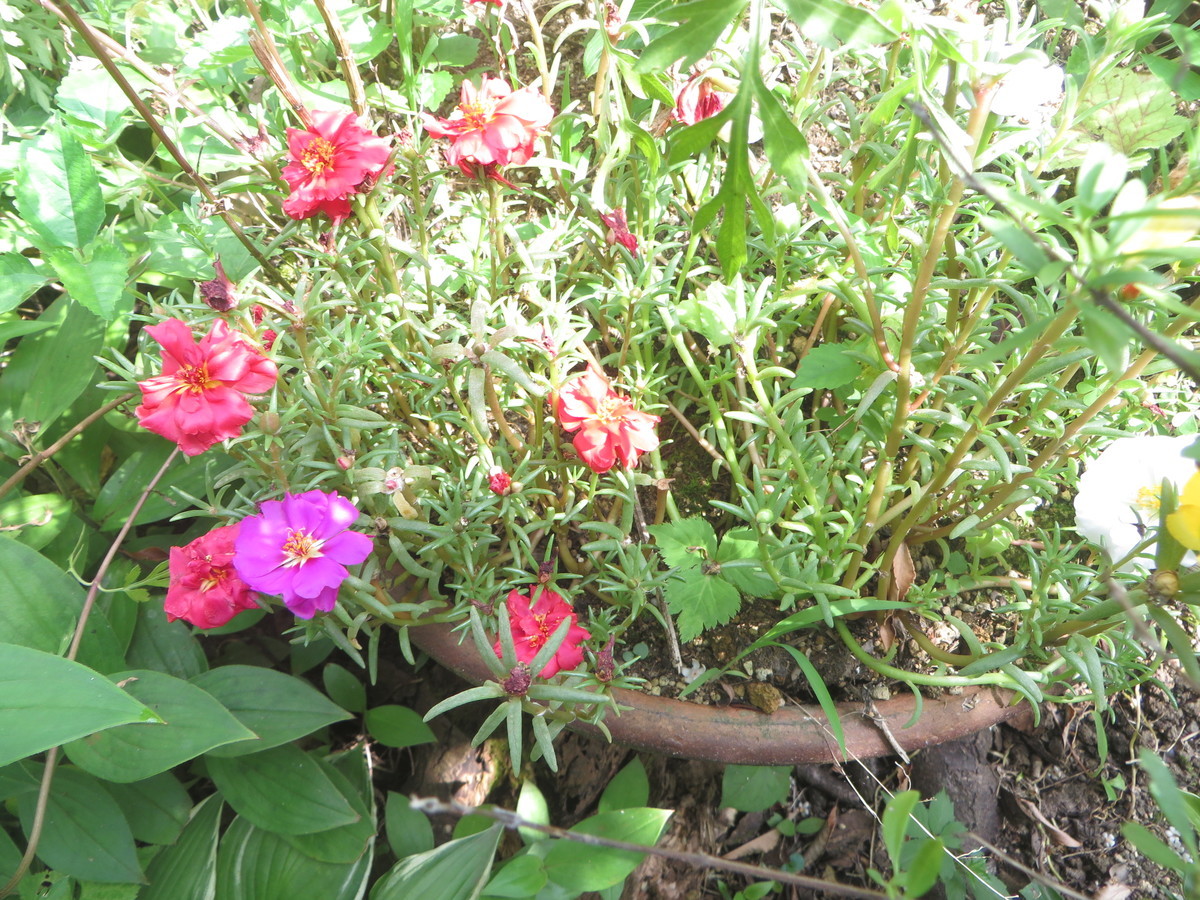 f:id:sasameyuki47:20210728090838j:plain