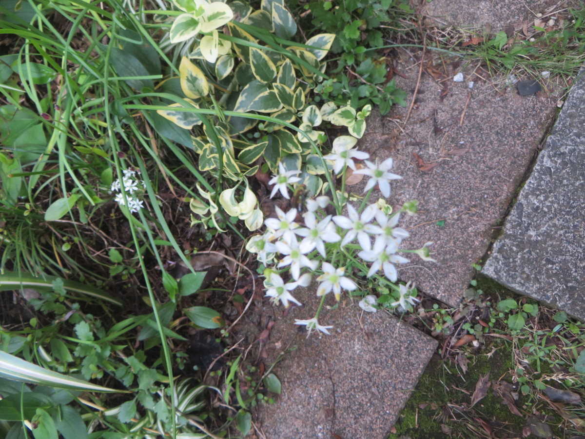 f:id:sasameyuki47:20210916081913j:plain