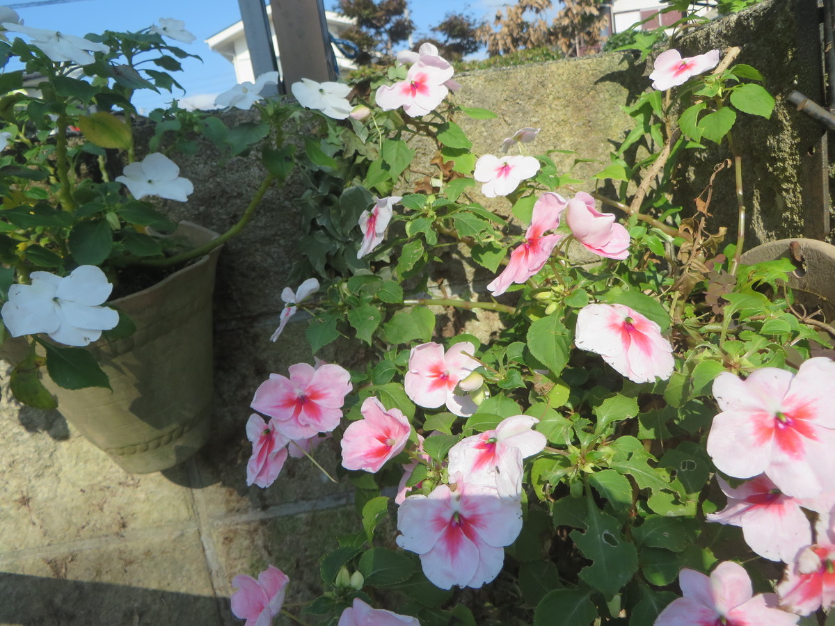 f:id:sasameyuki47:20210916081946j:plain
