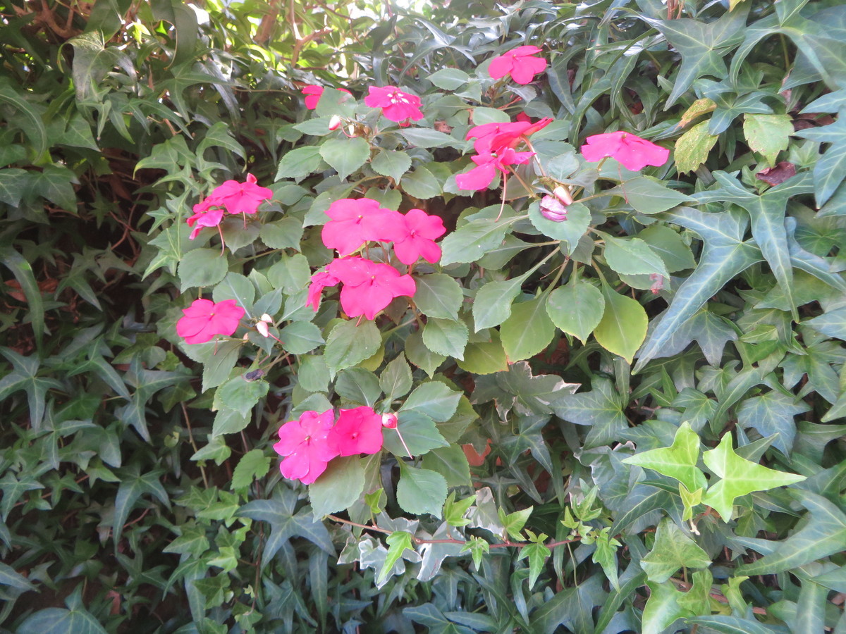 f:id:sasameyuki47:20210916081955j:plain