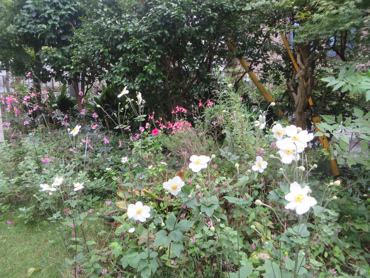 f:id:sasameyuki47:20210927085534j:plain
