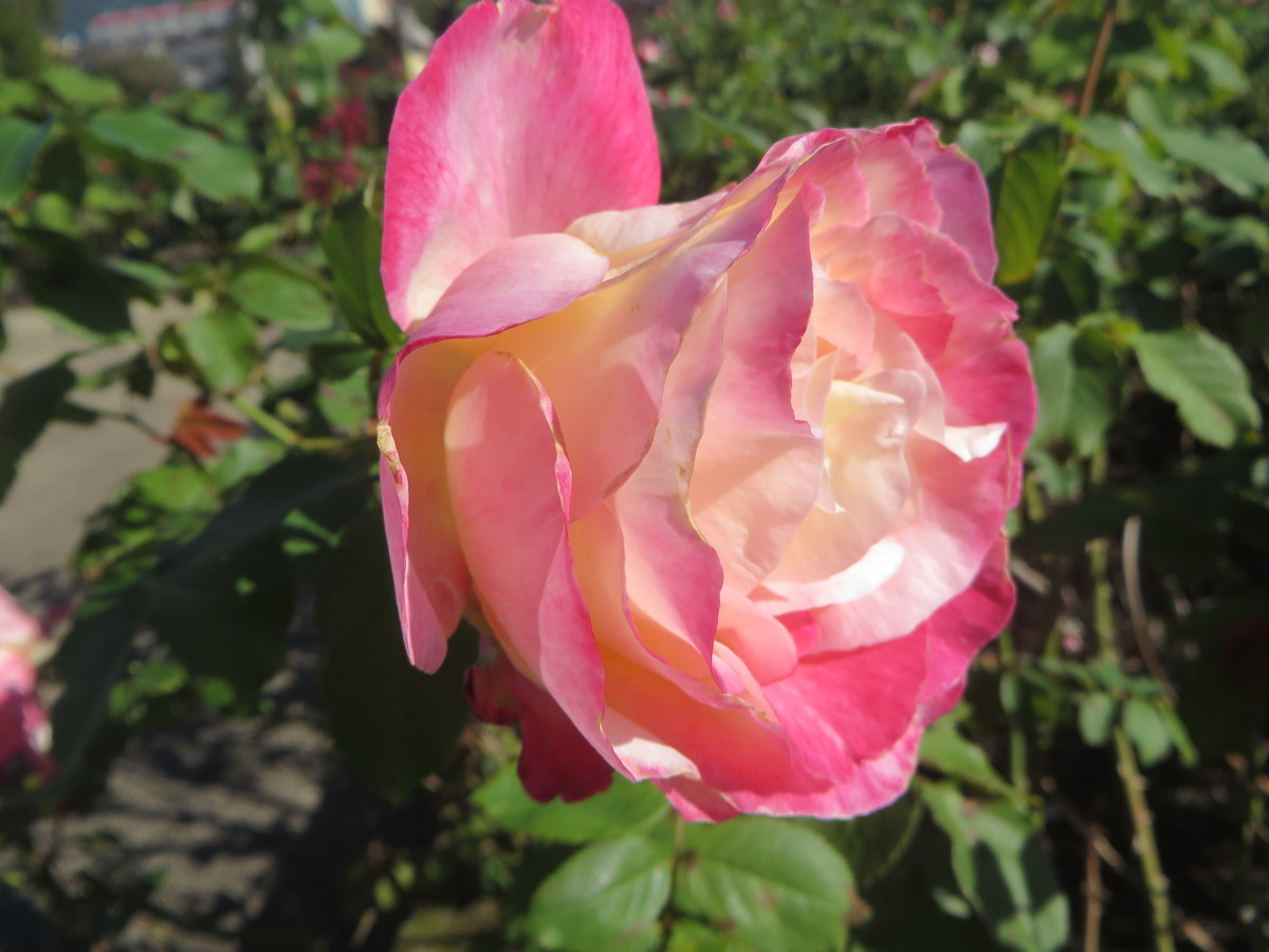 f:id:sasameyuki47:20211024091501j:plain