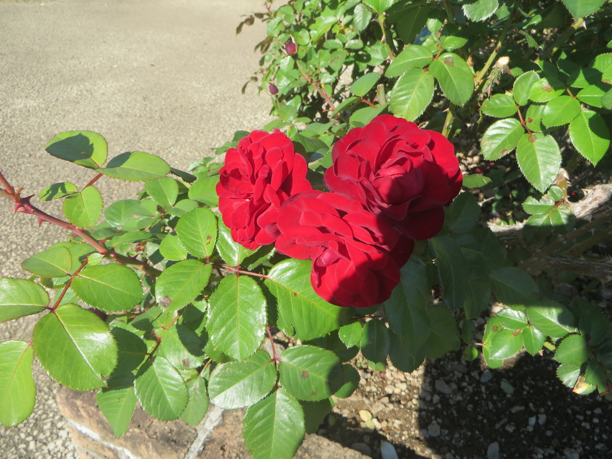 f:id:sasameyuki47:20211024091539j:plain