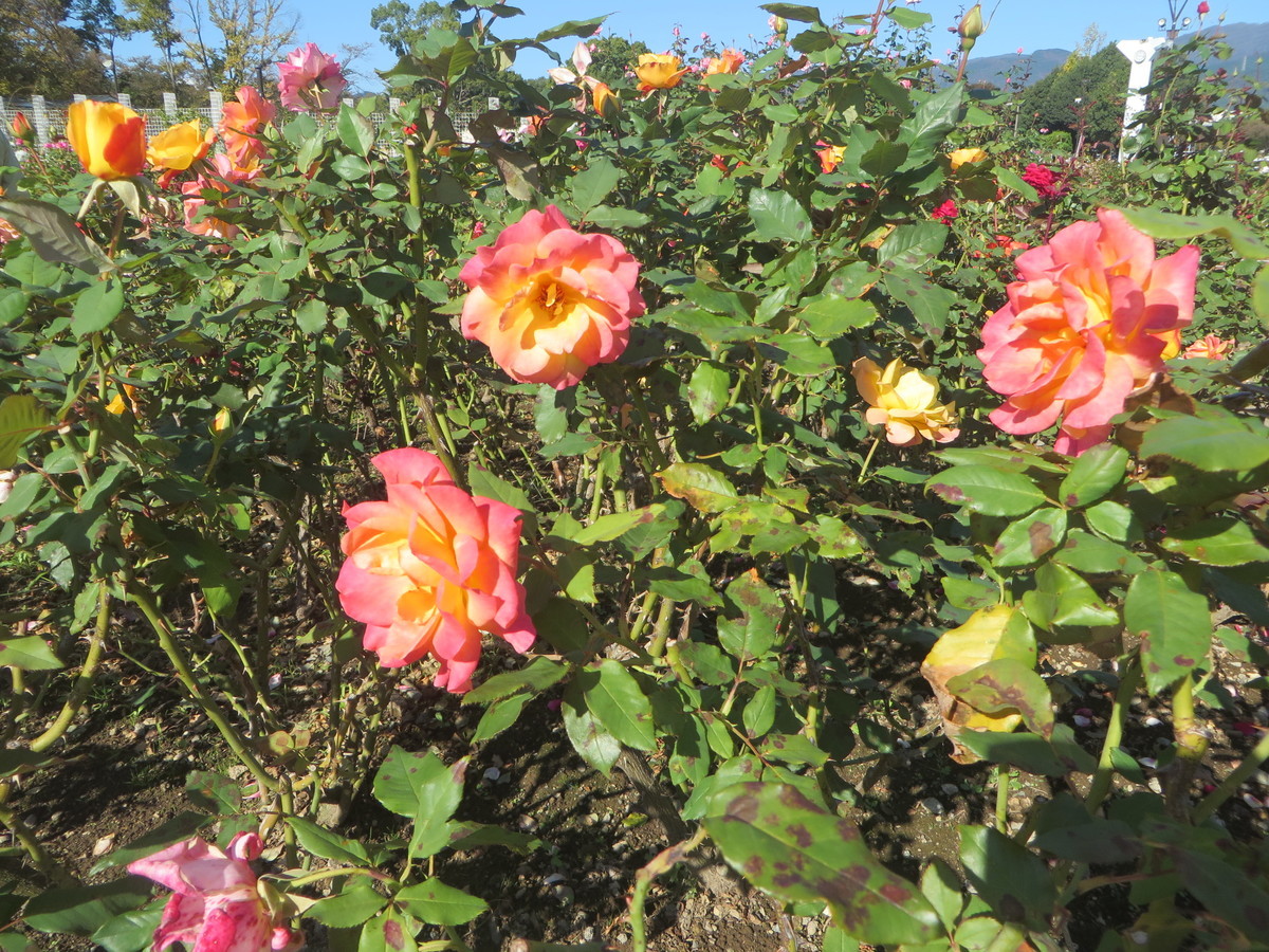 f:id:sasameyuki47:20211024091728j:plain