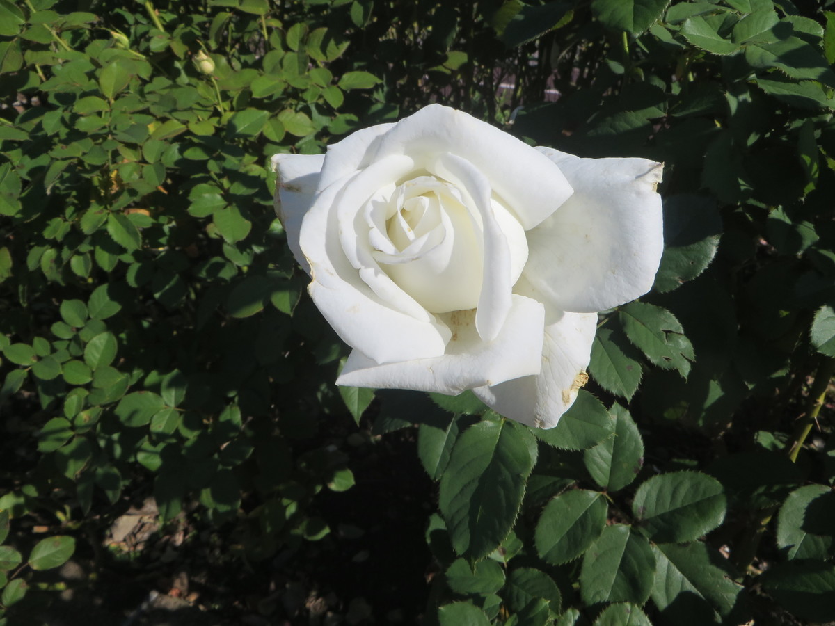 f:id:sasameyuki47:20211024091859j:plain