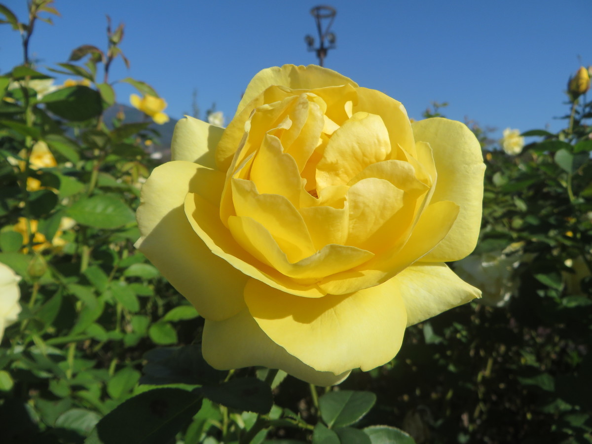 f:id:sasameyuki47:20211024091909j:plain