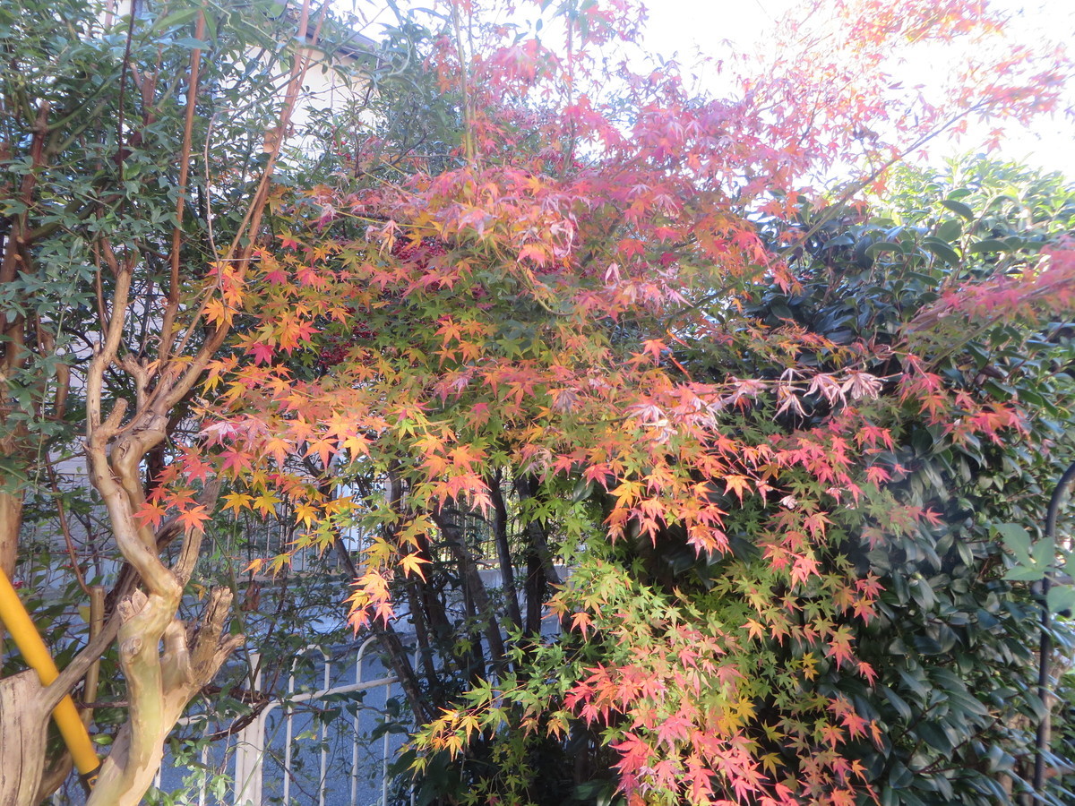 f:id:sasameyuki47:20211128123735j:plain