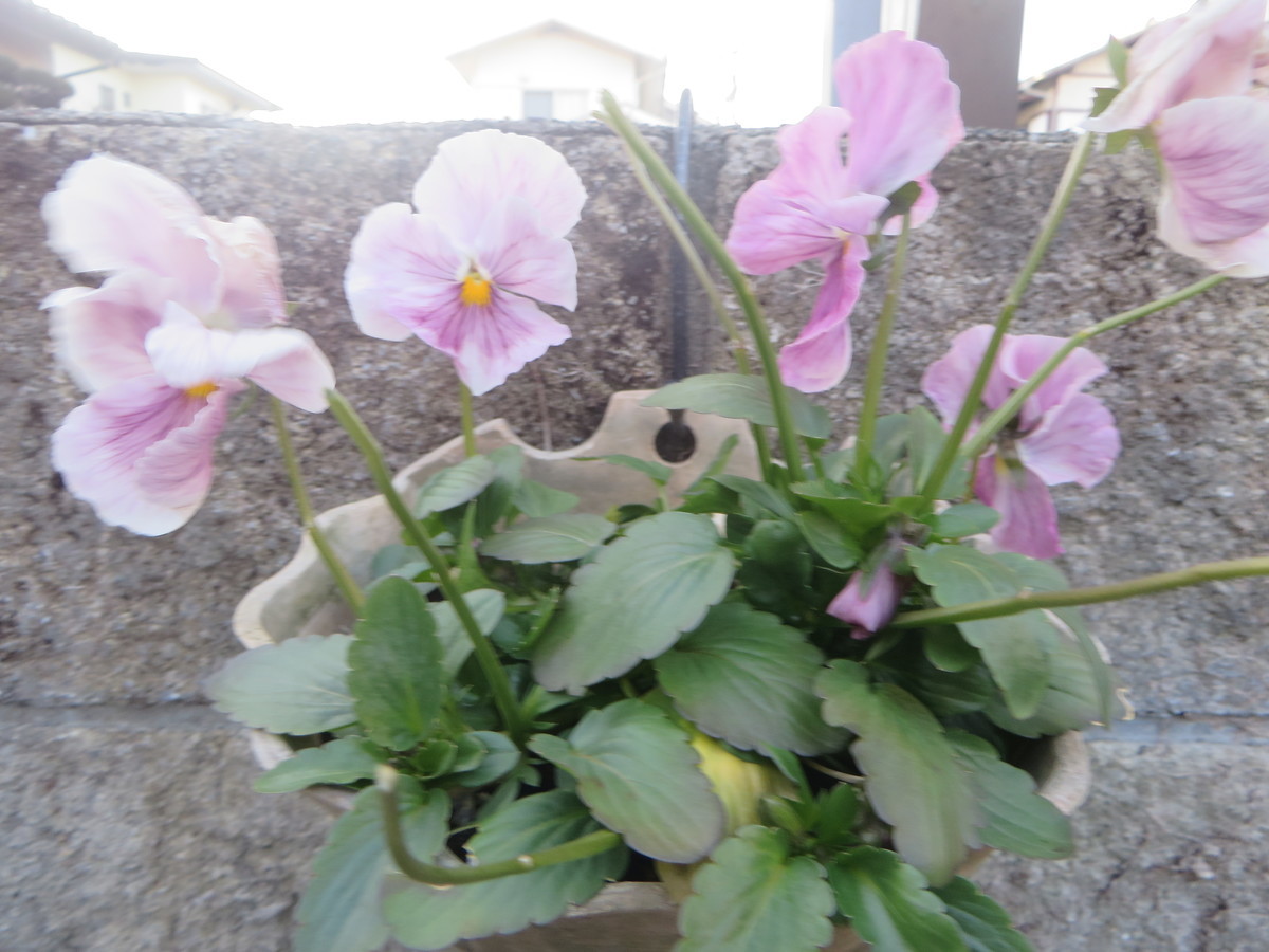 f:id:sasameyuki47:20220124162609j:plain