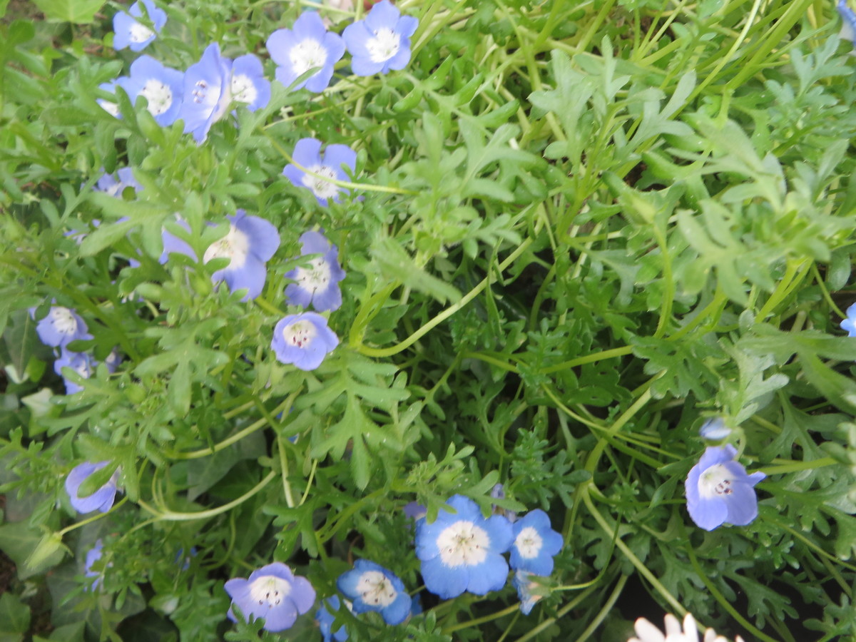 f:id:sasameyuki47:20220413164603j:plain