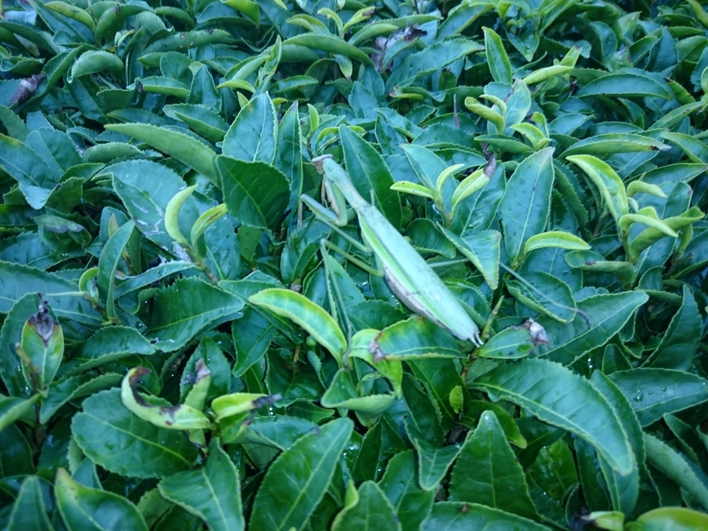 f:id:sasashi:20180508222102j:plain f:id:sasashi:20180508222102j:plain