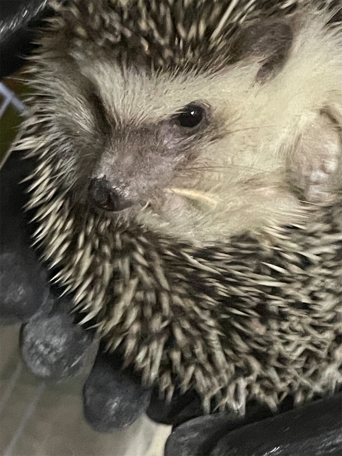 f:id:sasatyawa:20230918092135j:image