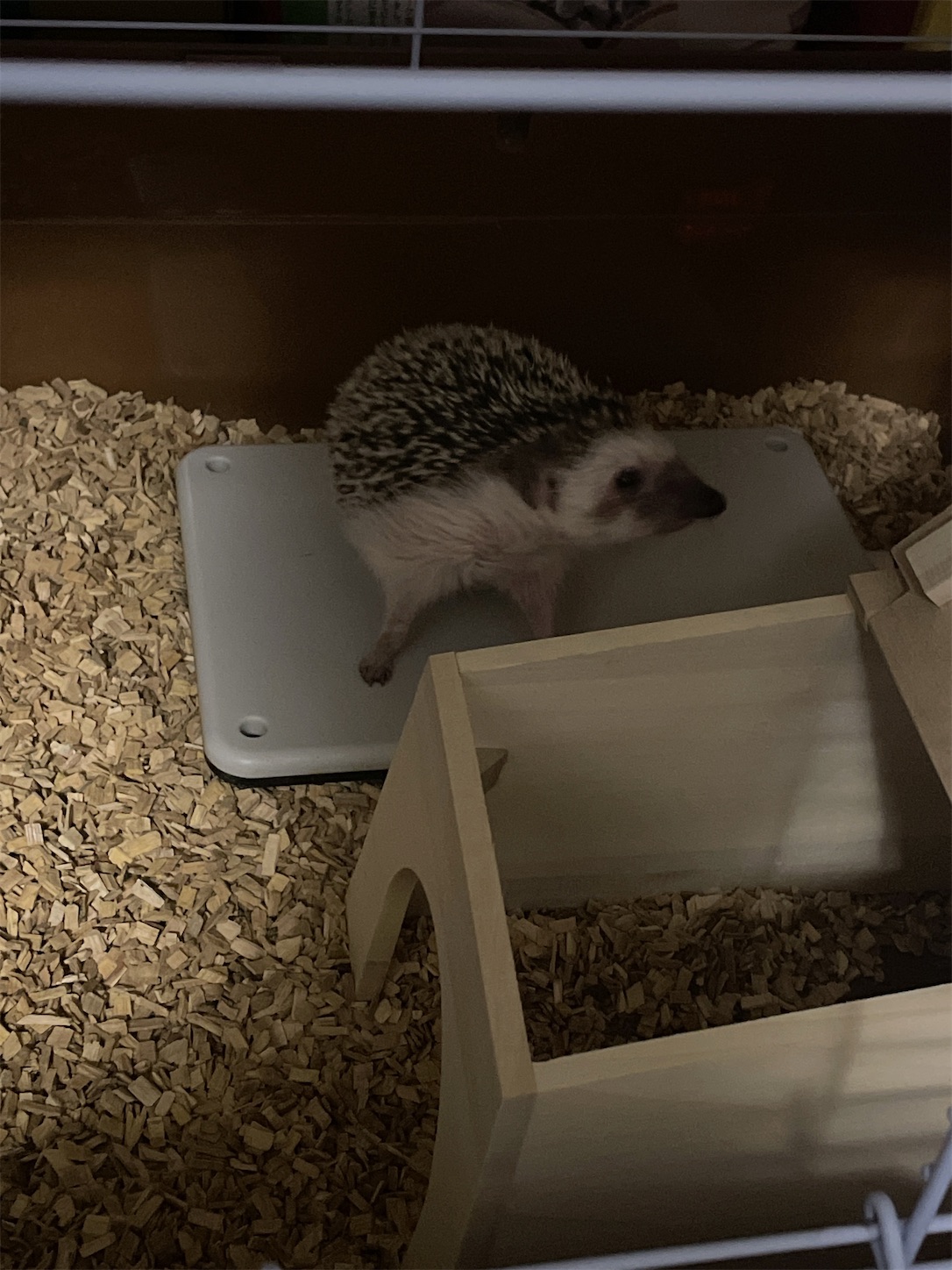 f:id:sasatyawa:20230918092138j:image