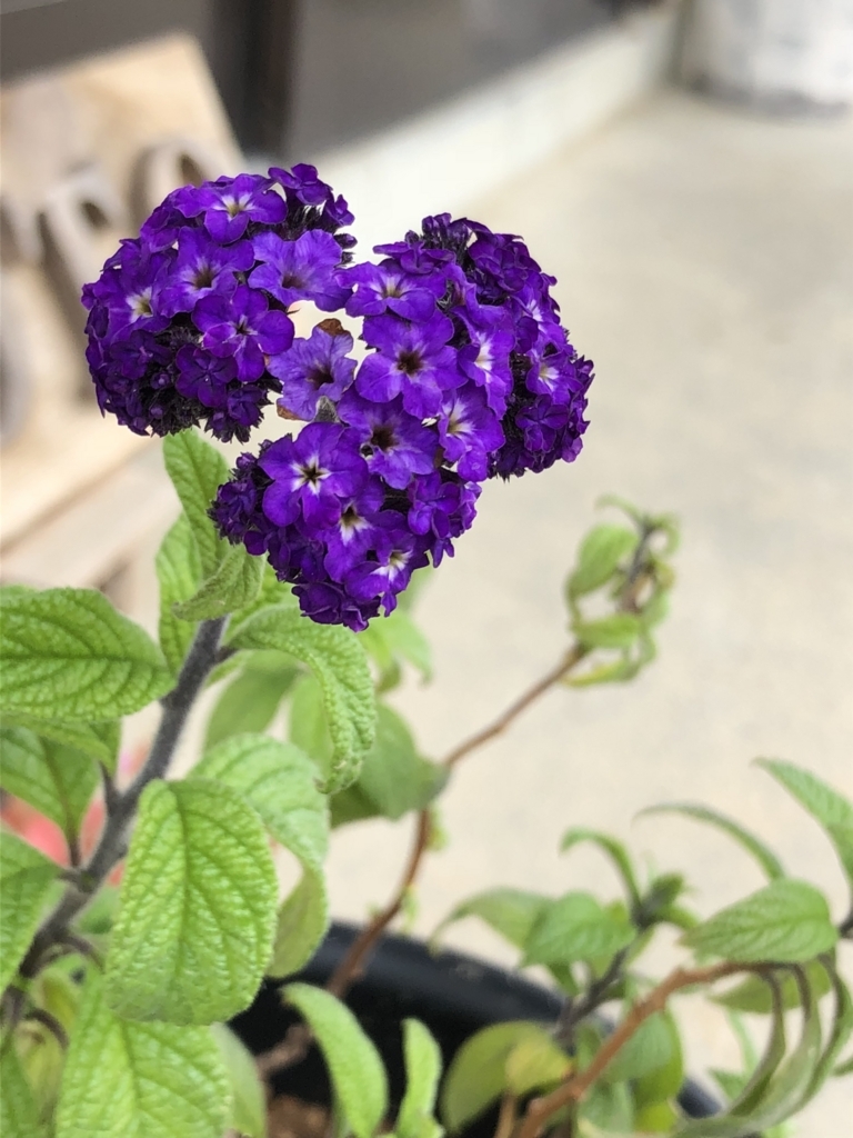f:id:sasaya-hitotose:20180509185243j:plain