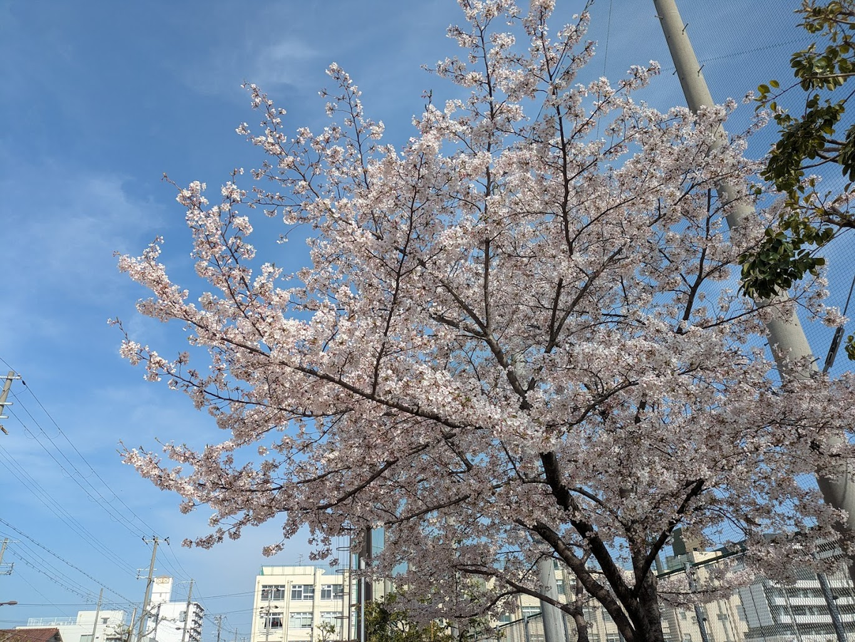 桜と青空