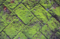 苔の造形03.06