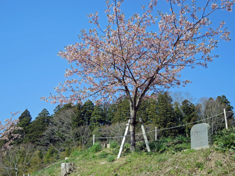 桜ライン311（陸前高田浄土寺）-2-14.04