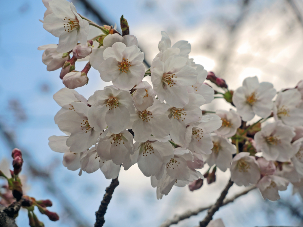 恩田川の桜（町田市）-2-17.03