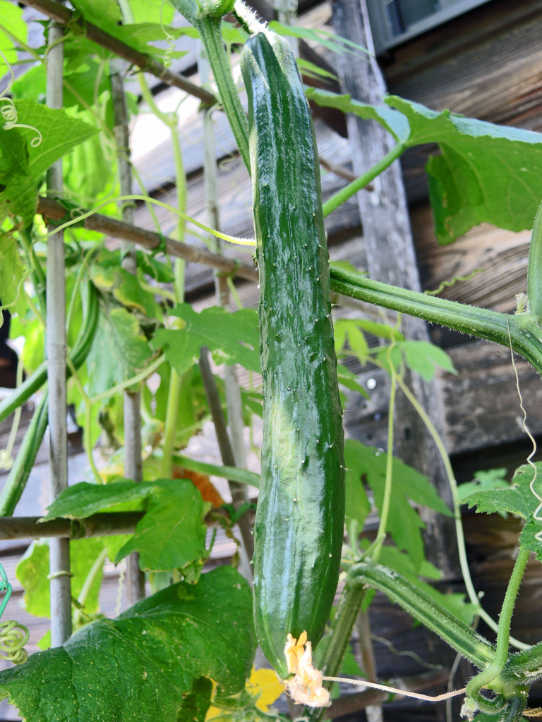 キューり（わが家）-1-17.08