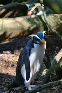 ペンギン