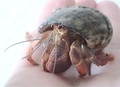 ヤドカリ、ウォーリー（わが家）?????