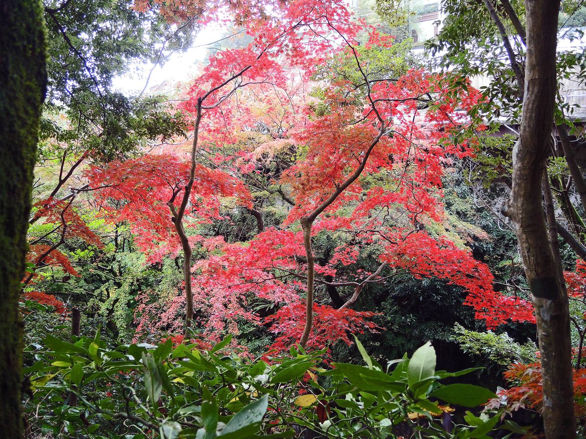 個別 万葉公園の紅葉 湯河原町 1 19 11 の写真 画像 植物 Sashimi Fish1 S Fotolife