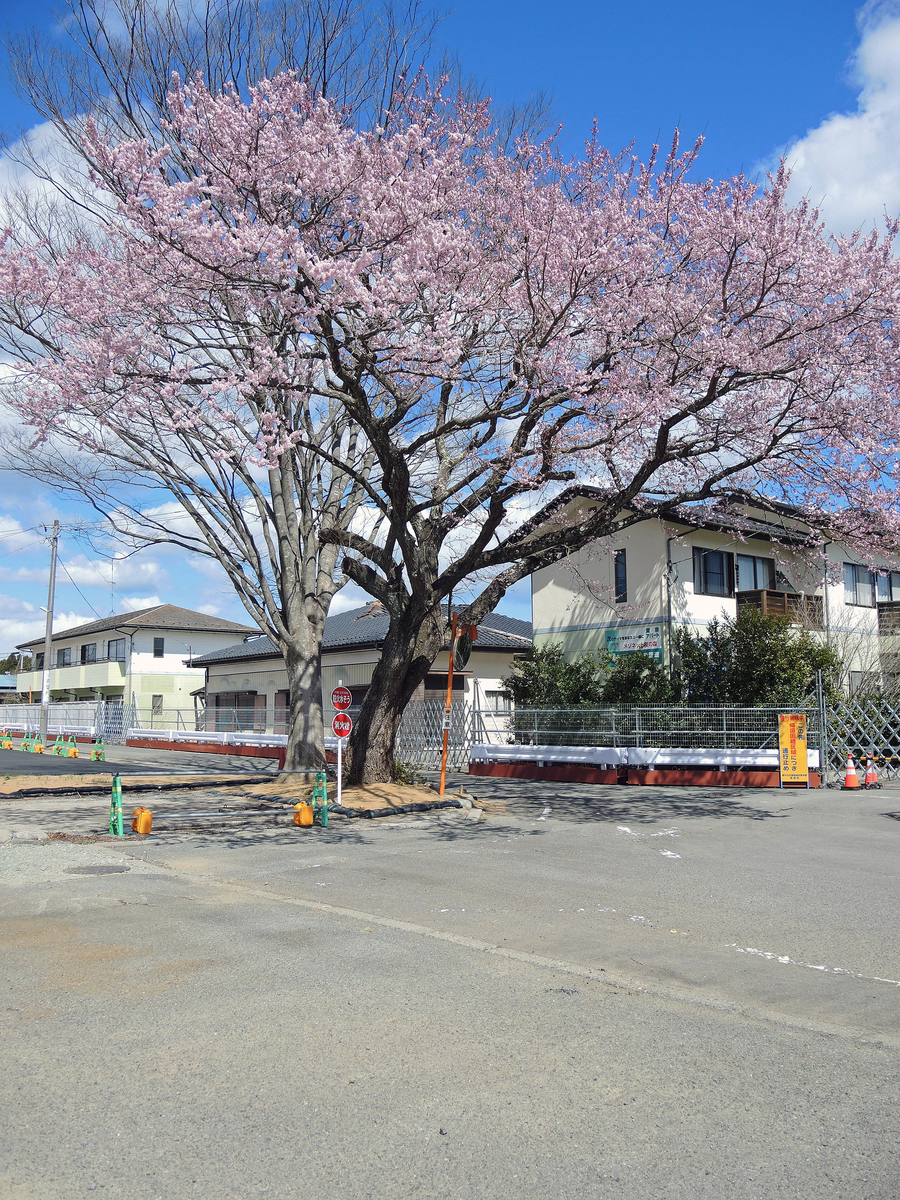 常磐線「夜ノ森」駅、付近（富岡町）-10-20.03