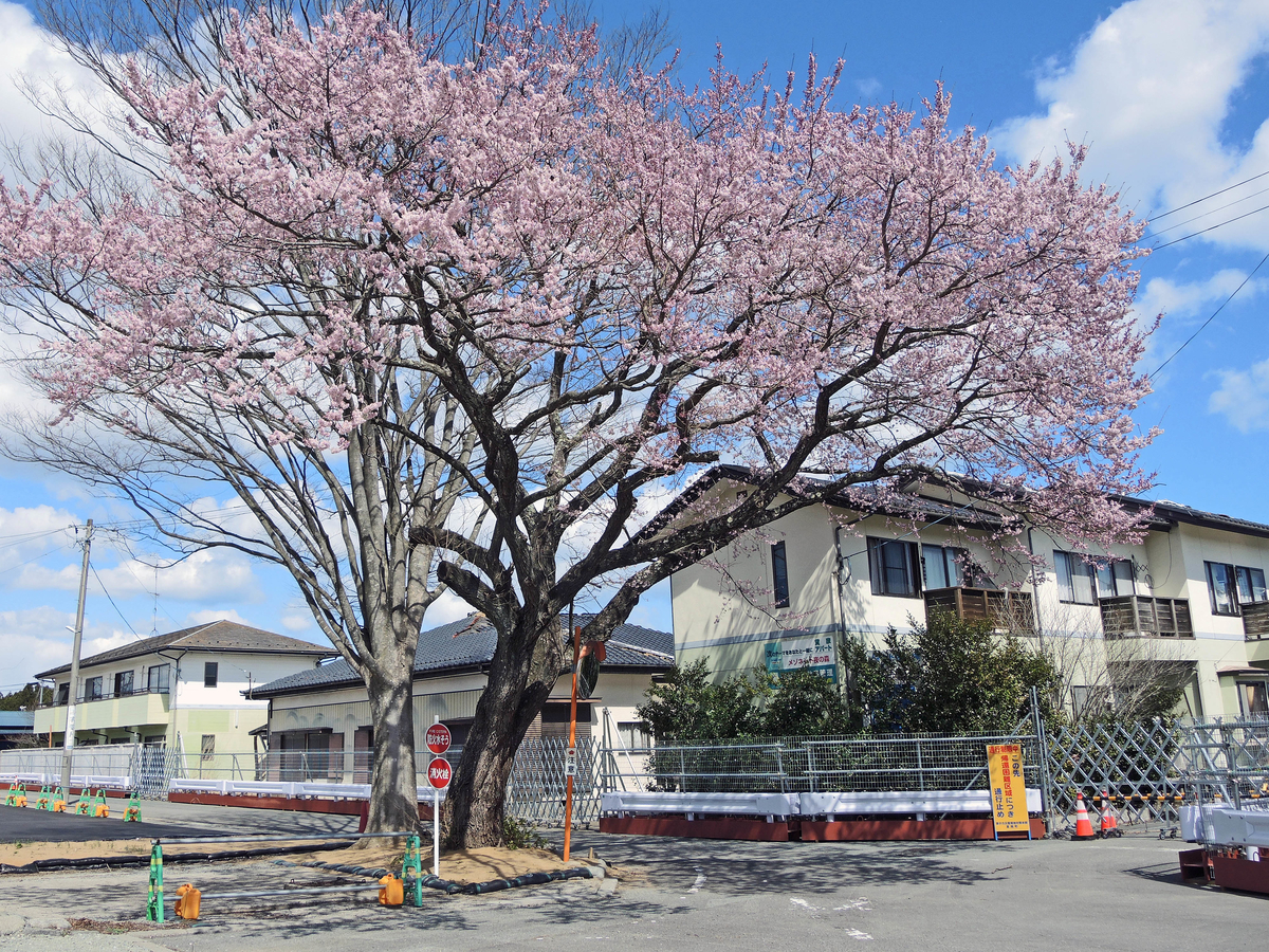 常磐線「夜ノ森」駅、付近（富岡町）-9-20.03