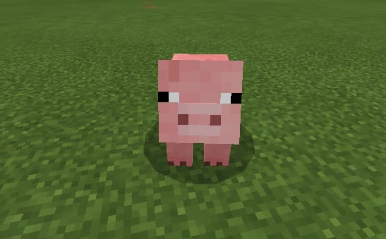 pig