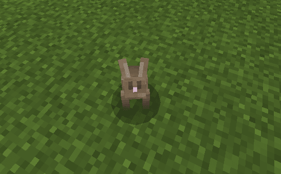 rabbit