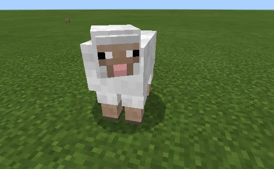 sheep