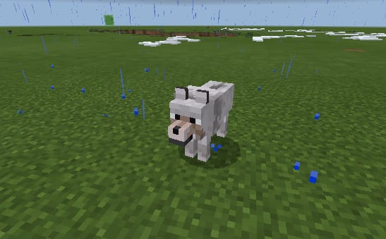 wolf